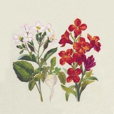 Servilleta Decoupage En Duo Paq x 25 u