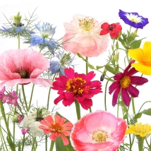 Servilleta Decoupage 7055